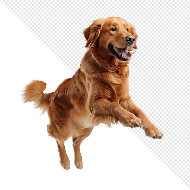 Golden Retriever in de lucht