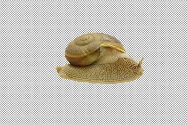 PSD golden snail