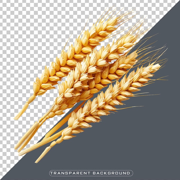 Golden wheat ear on transparent background