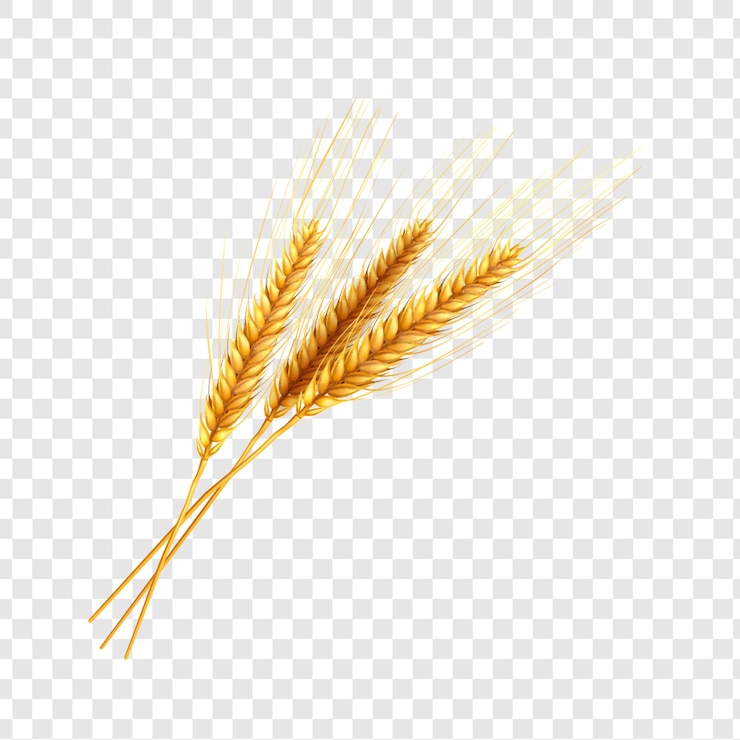 PSD golden wheat ears isolated on a transparent background