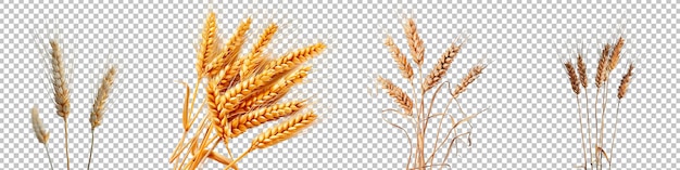 PSD golden wheat ears isolated on transparent background