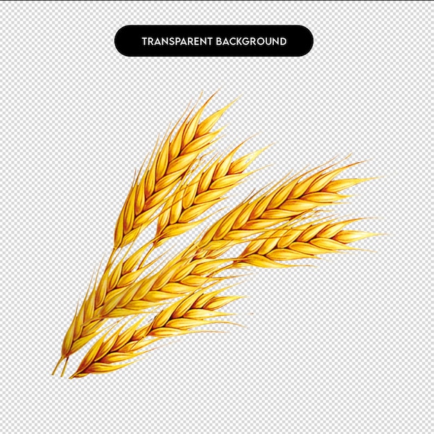 Golden Wheat Ears PNG HighQuality Transparent Background for Harvest Farm and Organic Design