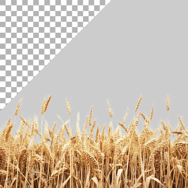 a golden wheat field isolated on a transparent background