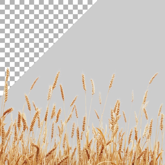a golden wheat field isolated on a transparent background