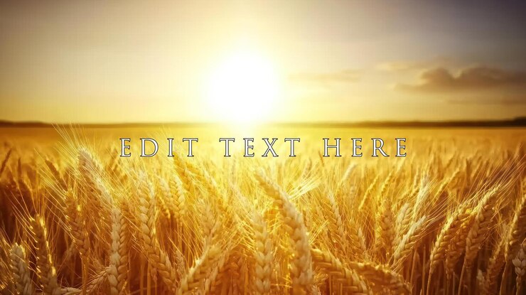 PSD golden wheat field at sunset 1