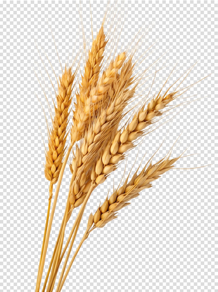 Golden wheat stalks representing agriculture and harvest isolated on the transparent background