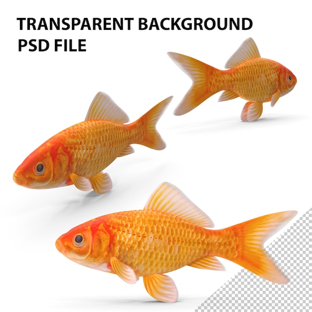 PSD goldfish png