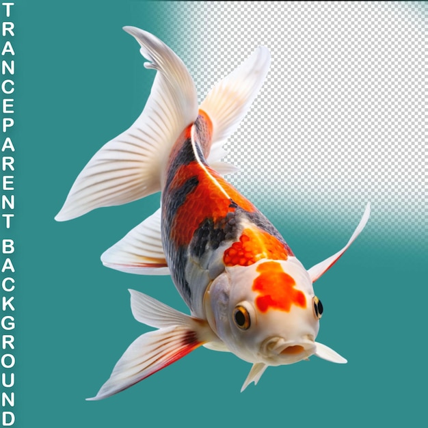 PSD goldfish on transparent background