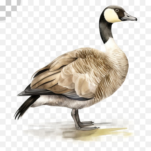 PSD a goose drawing of a goose - canada goose png download