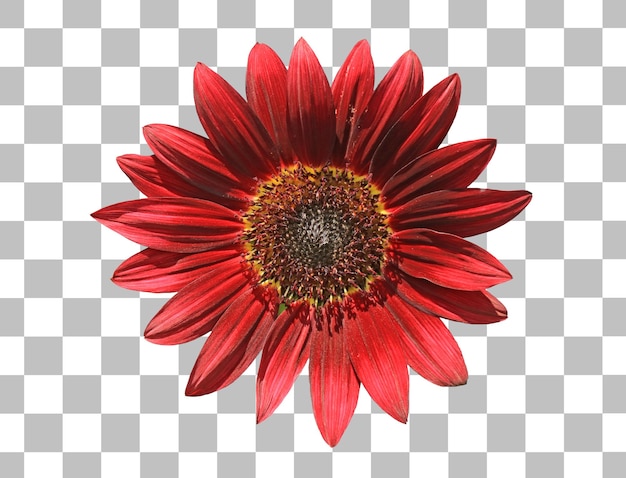 Gorgeous blossoming red sunflower isolated on transparent backdrop