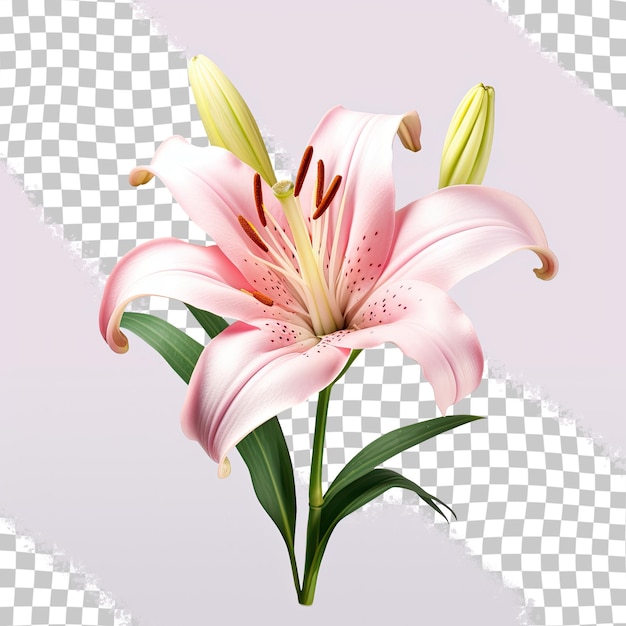 PSD gorgeous lily isolated on transparent background