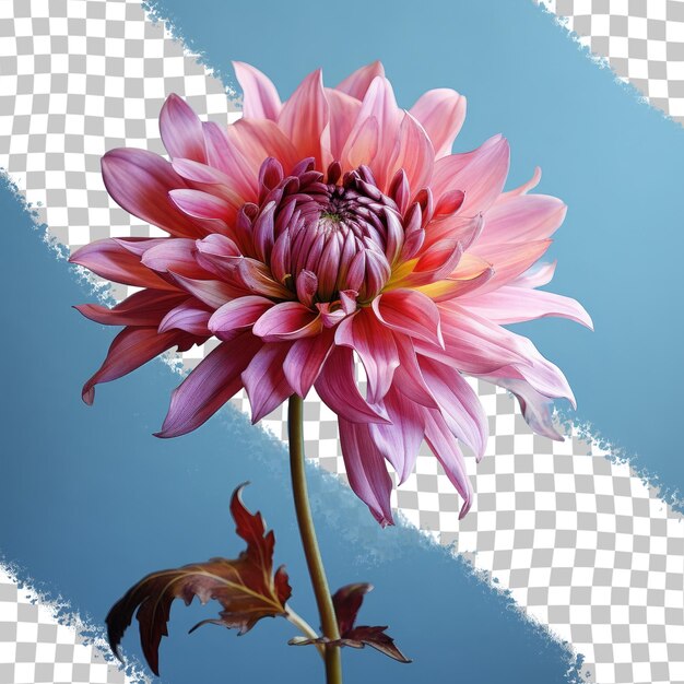 PSD gorgeous magenta flower transparent background