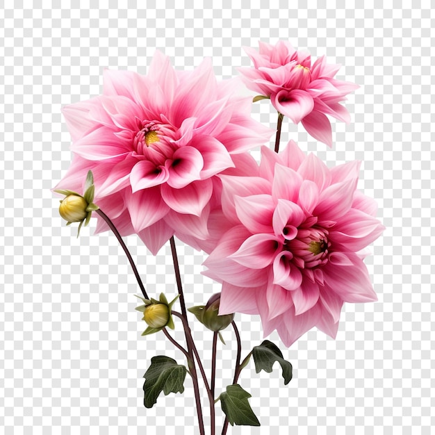 PSD gorgeous pink flowers bloom isolated on transparent background