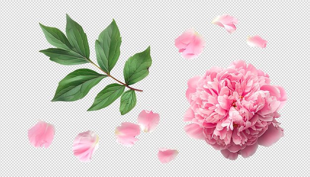 Gorgeous pink flowers bloom isolated on transparent background