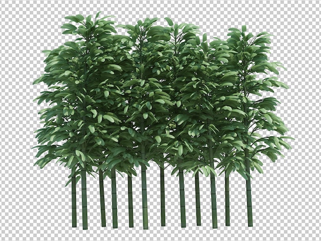 gorgeously detailed trees isolated