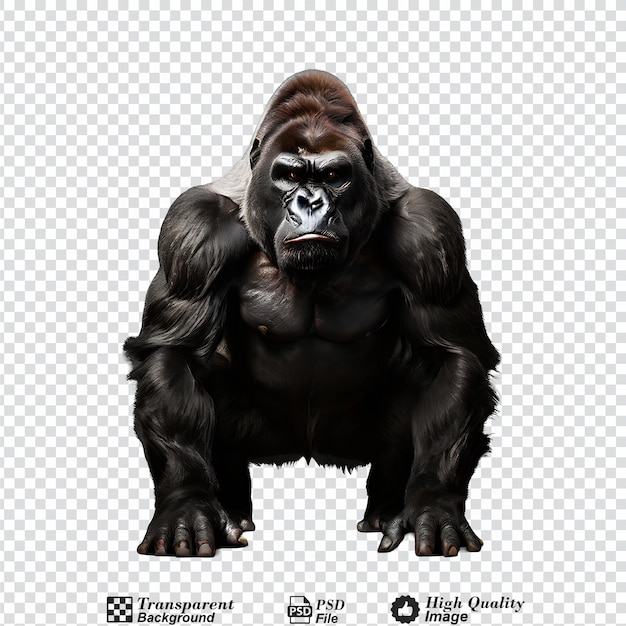 PSD gorilla isolated on transparent background