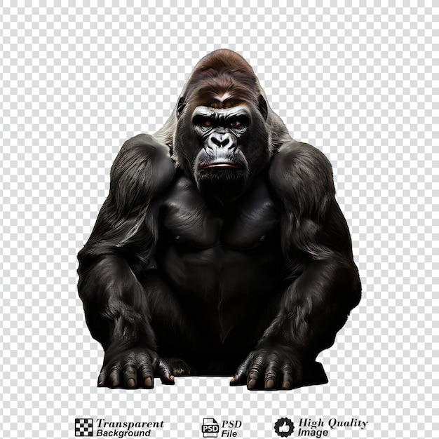 PSD gorilla isolated on transparent background