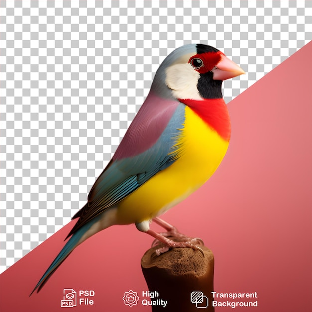 PSD finch gouldian isolato su uno sfondo trasparente include file png