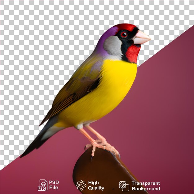 PSD finch gouldian isolato su uno sfondo trasparente include file png