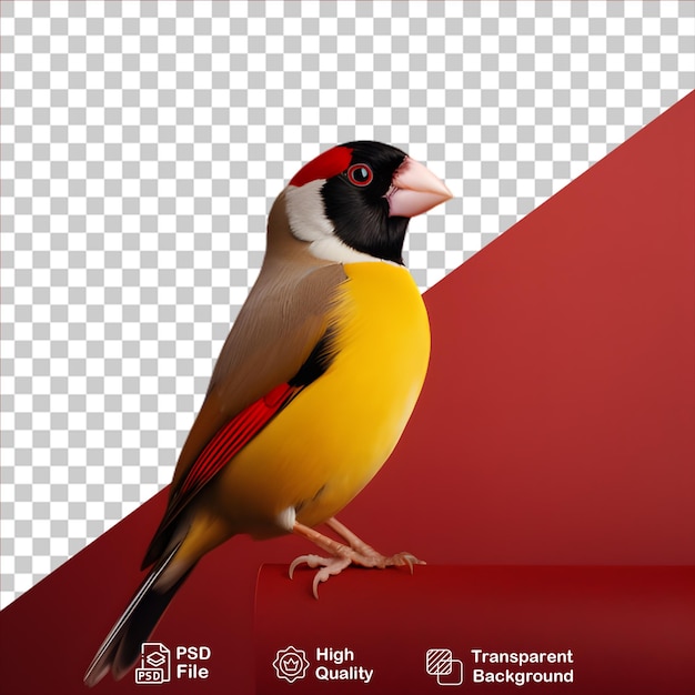 PSD finch gouldian isolato su uno sfondo trasparente include file png