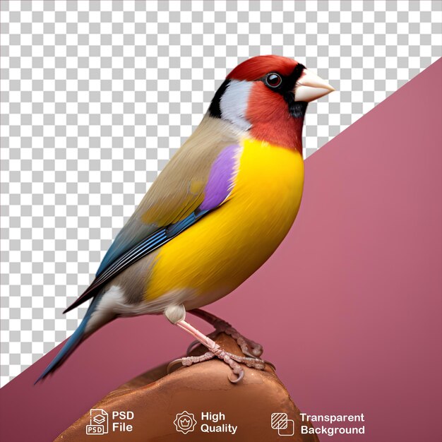 PSD gouldian finch izolowany na przezroczystym tle zawiera plik png