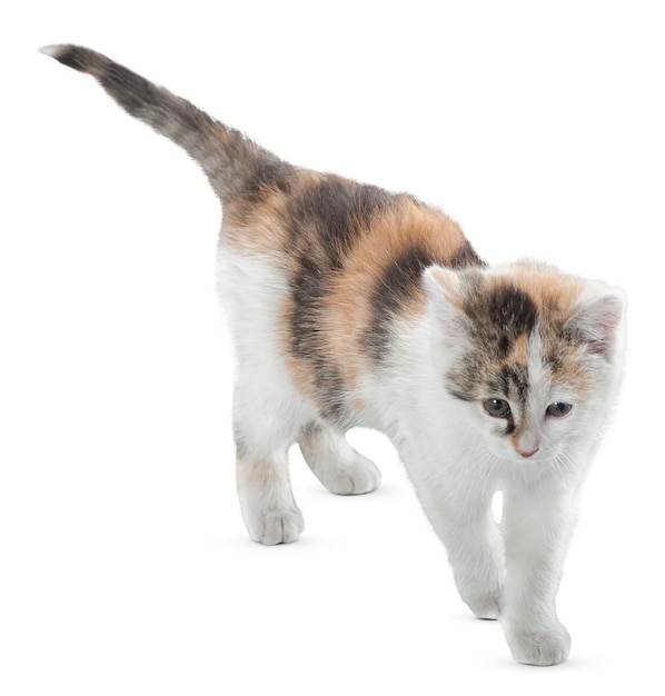Graceful Cat Portraits and Playful Poses for Cat Lovers and Pet Enthusiasts