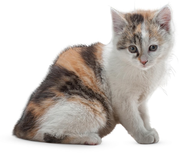 Graceful Cat Portraits and Playful Poses for Cat Lovers and Pet Enthusiasts