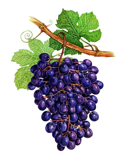 Grape on a branch Set of watercolor illustrations for labels menus or packaging design