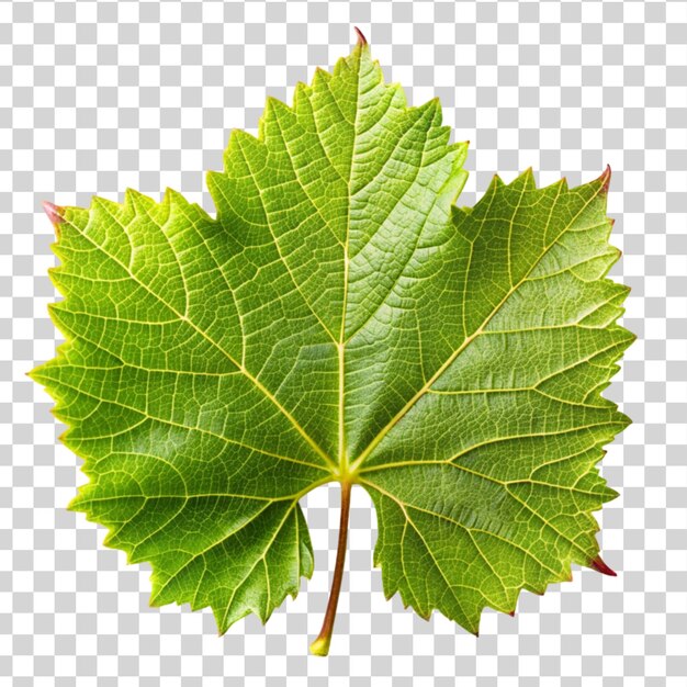 PSD a grape leaf isolated on transparent background