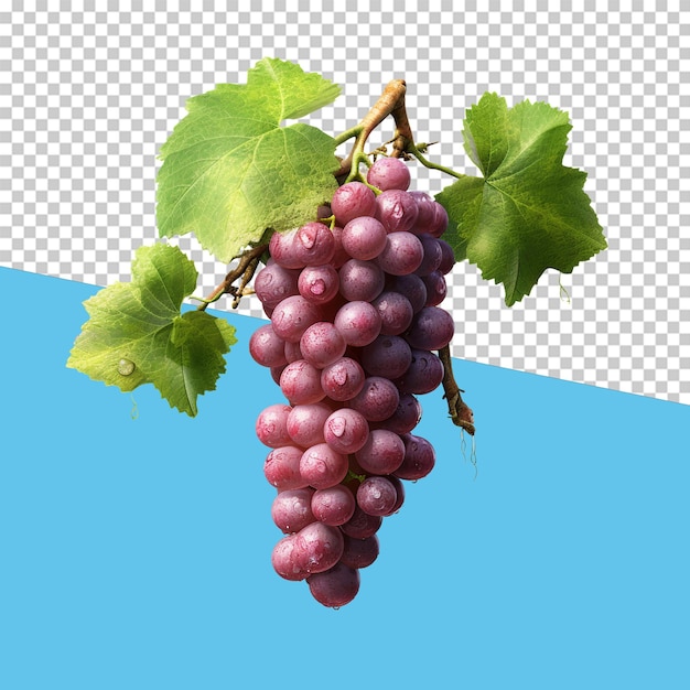 Grapes isolated object transparent background