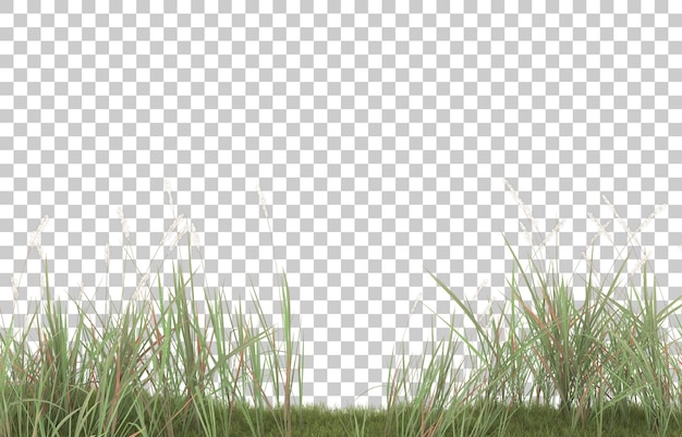 Gras op transparante achtergrond. 3d-rendering - illustratie