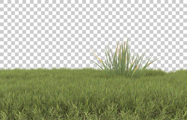 Gras op transparante achtergrond. 3d-rendering - illustratie