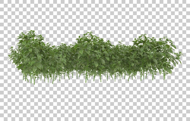 Gras op transparante achtergrond. 3d-rendering - illustratie