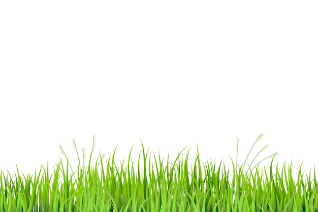 Grass border isolated