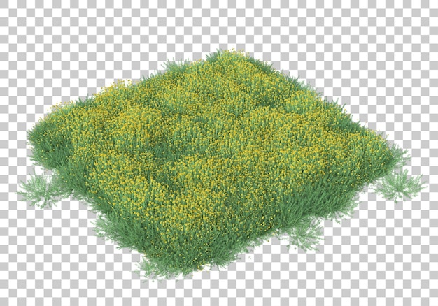 Grass field on transparent background 3d rendering illustration