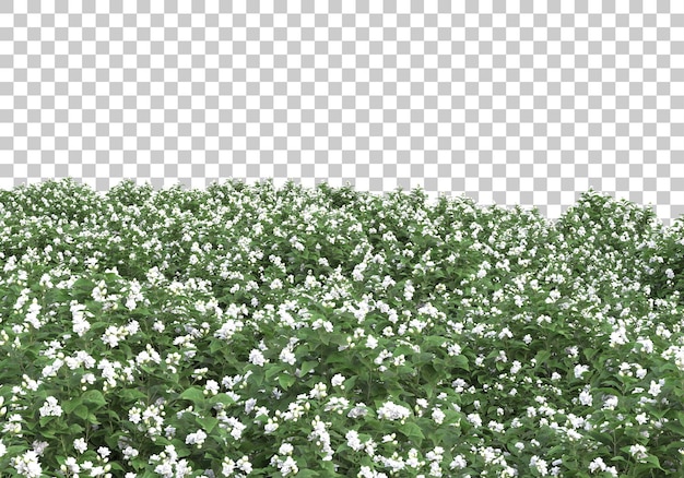 grass field with transparent background 3d rendering illustration