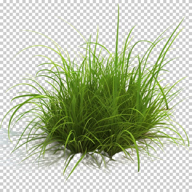 PSD grass isolated on transparent background