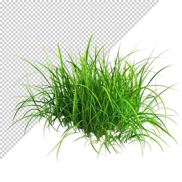 Трава изолирована на прозрачном фоне
