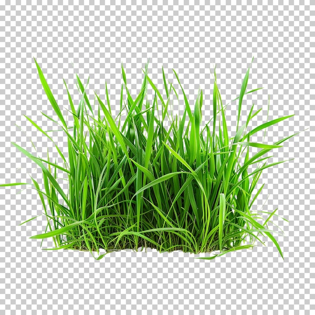 PSD grass isolated on transparent background
