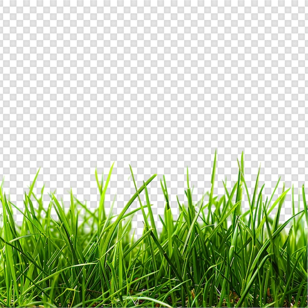 grass isolated on transparent background