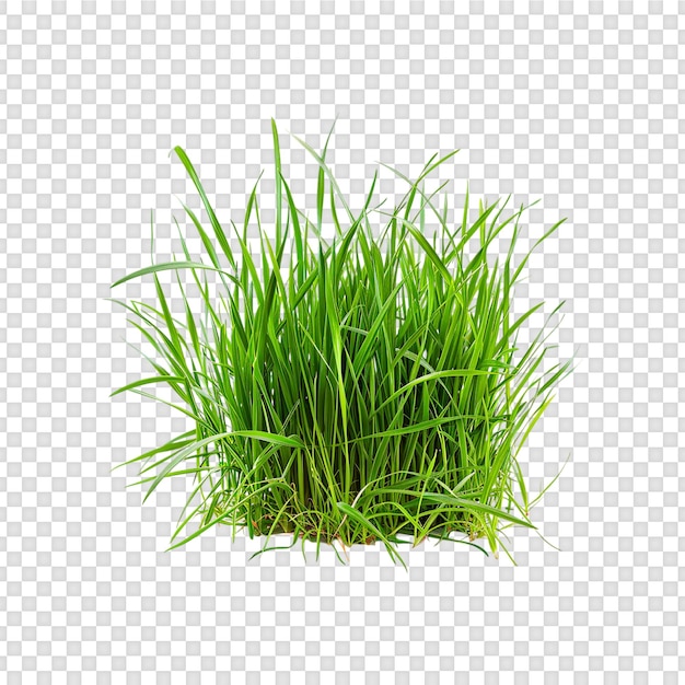 grass isolated on transparent background