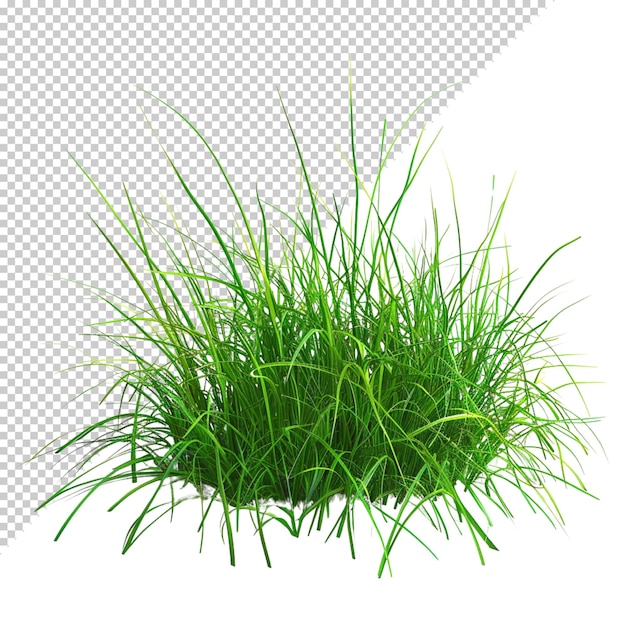 PSD grass isolated on transparent background