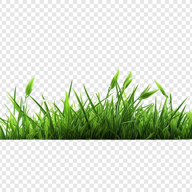 PSD grass isolated on transparent background