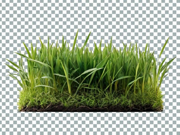 PSD grass isolated on transparent background