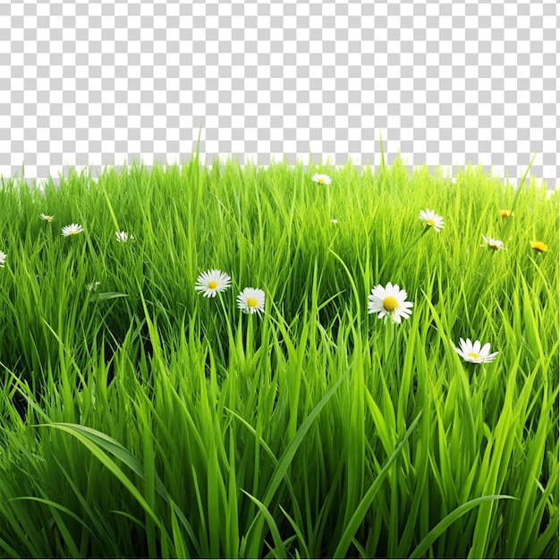 PSD grass land meadow isolated on transparent background