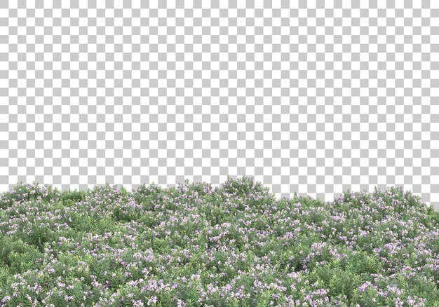 grass lawn on transparent background 3d rendering illustration