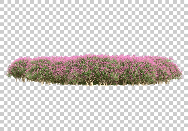 Grass lawn on transparent background 3d rendering illustration