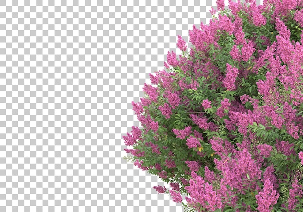 Grass lawn on transparent background 3d rendering illustration