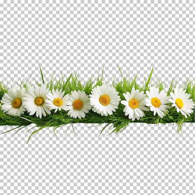 Grass and plants on transparent background for decor