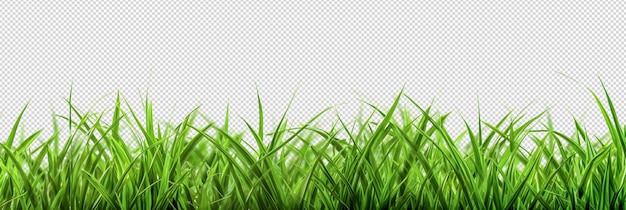 PSD grass png grass frame